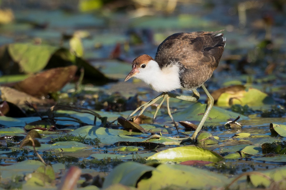 Comb-crested Jacana - ML246981561