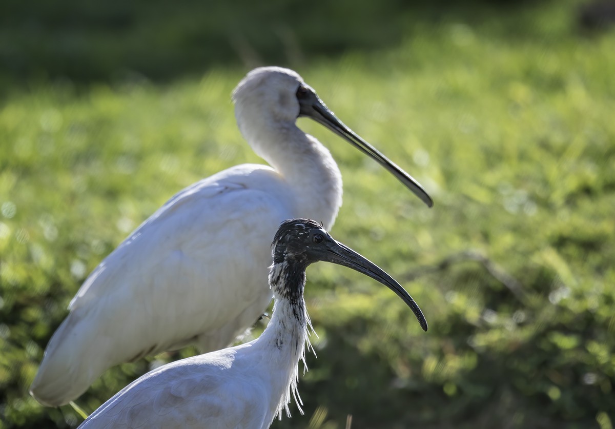 Australian Ibis - ML246981691