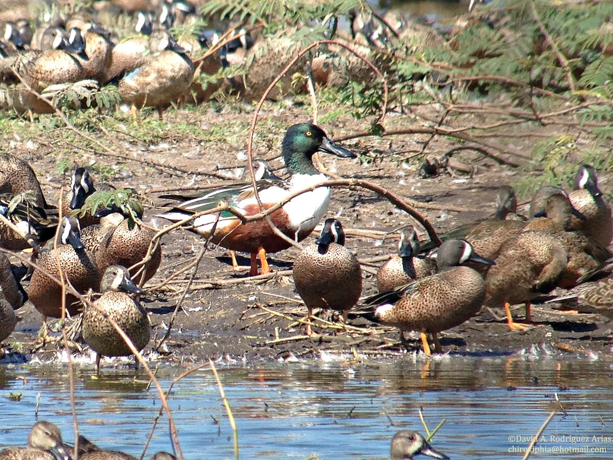 Northern Shoveler - David Rodríguez Arias