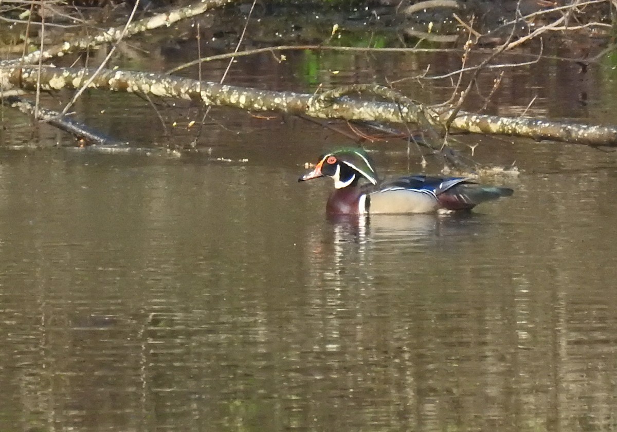 Wood Duck - ML246982581