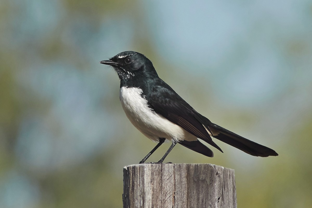 Willie-wagtail - ML246983031