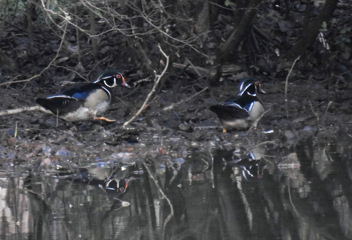 Wood Duck - ML246983091