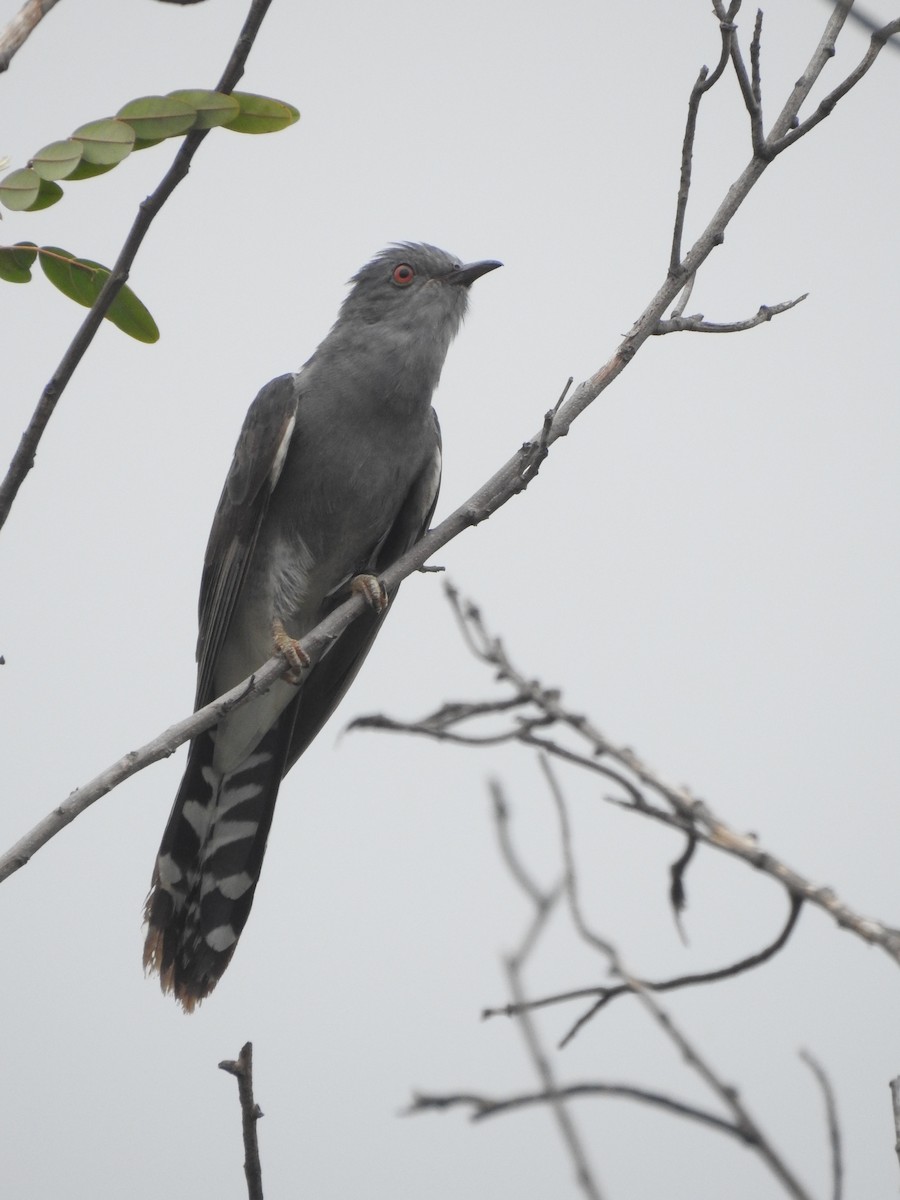 Graubauchkuckuck - ML246983681