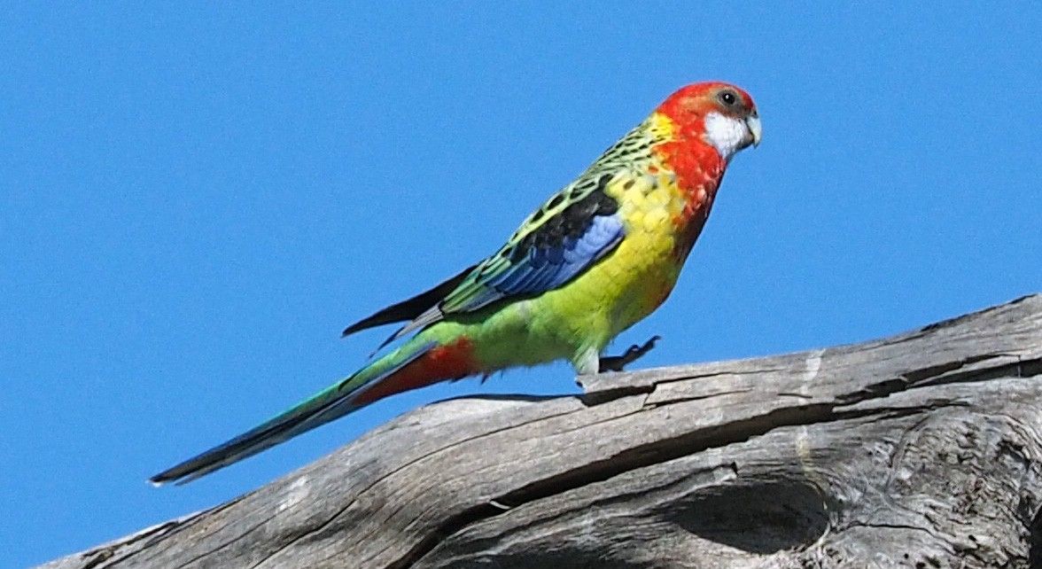 Eastern Rosella - ML246984081