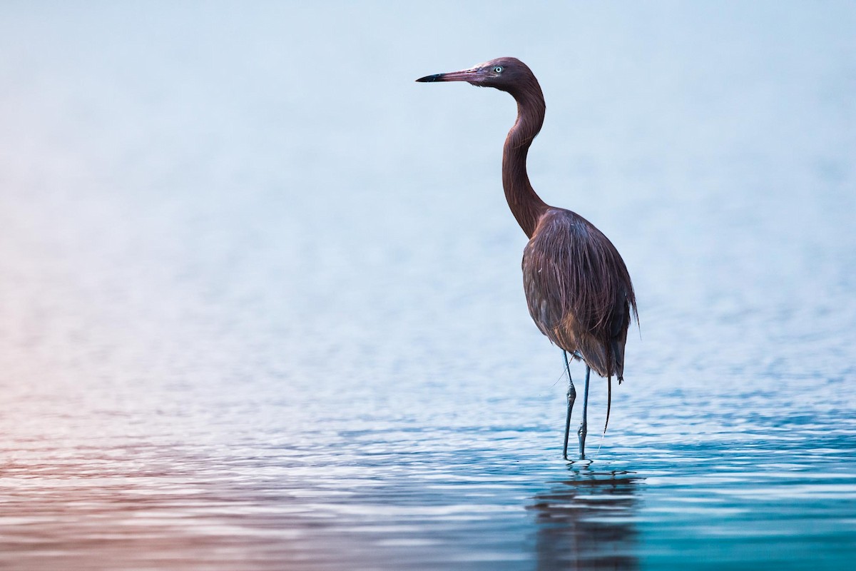 Reddish Egret - ML246984401