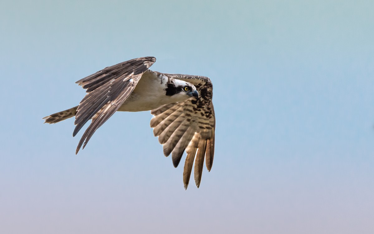 Osprey - ML246984411