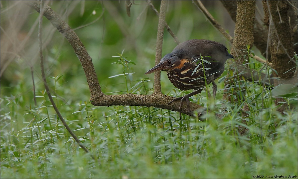 Black Bittern - Albin Jacob