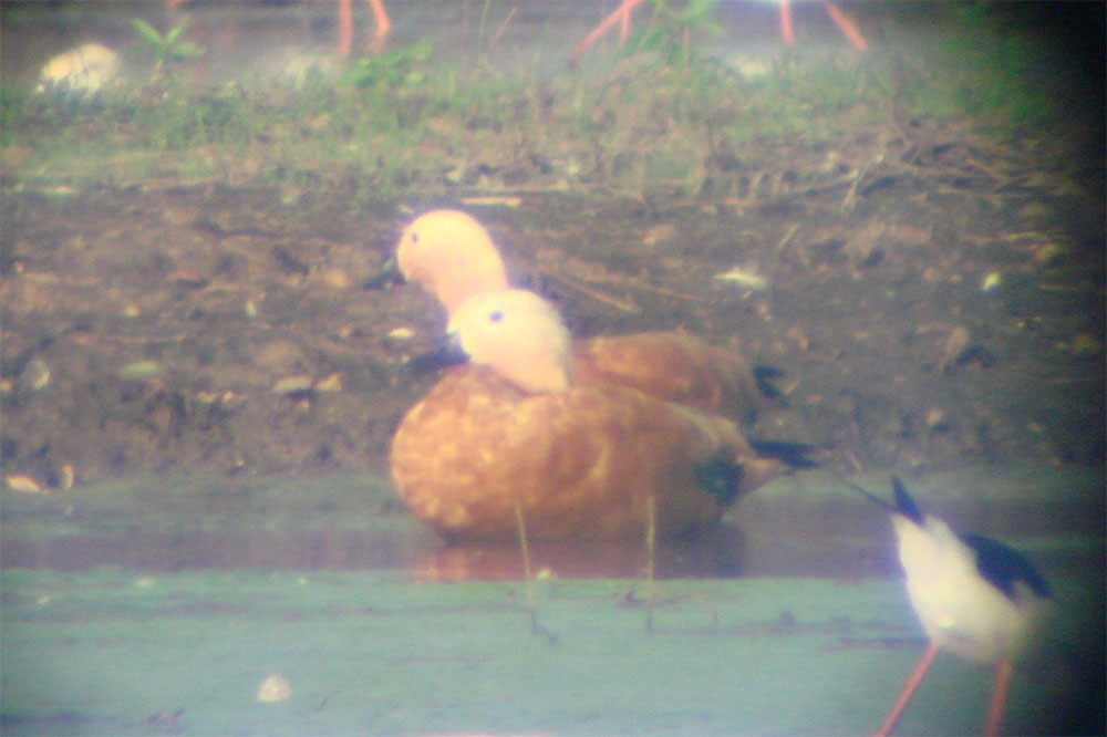 Ruddy Shelduck - ML246985641