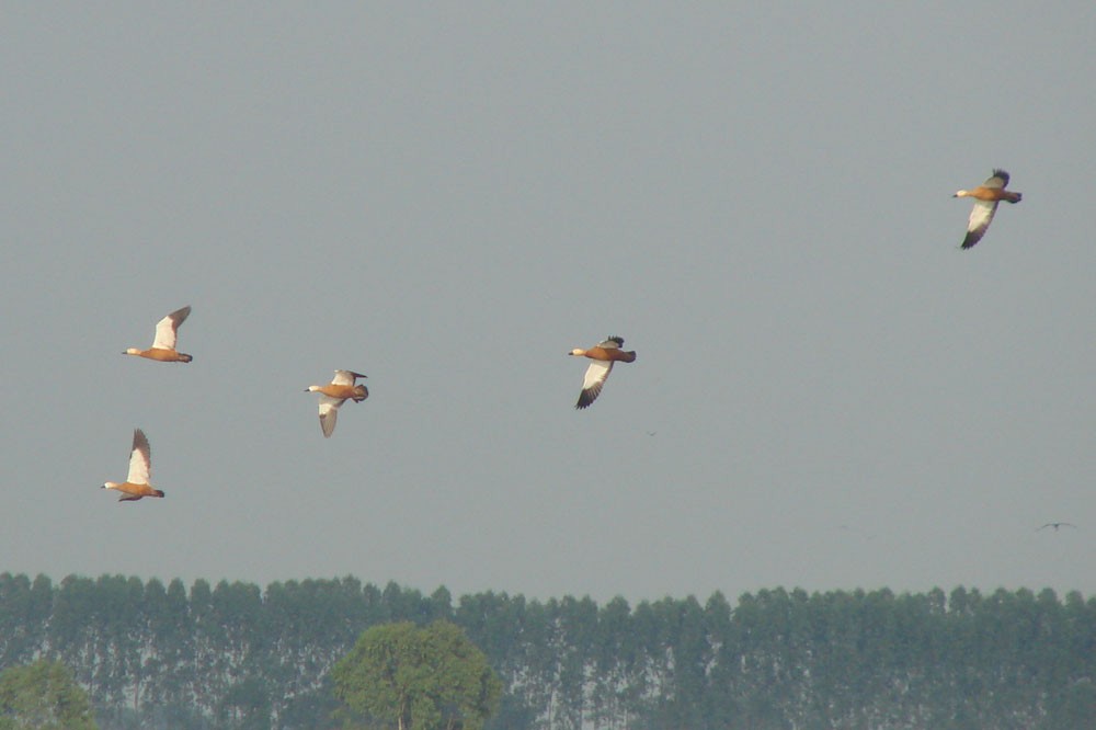 Ruddy Shelduck - ML246985651