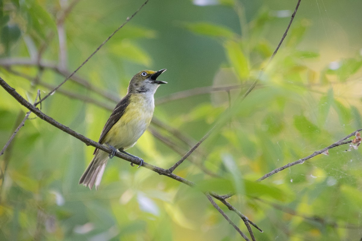 Ak Gözlü Vireo - ML246987711