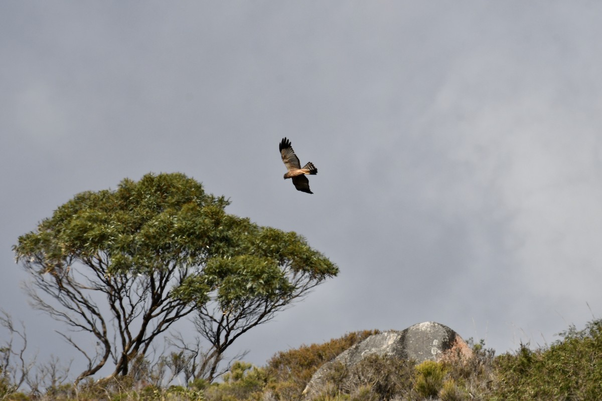 Spotted Harrier - ML246988151