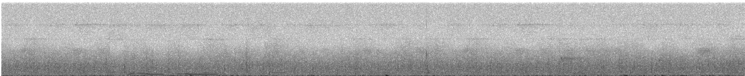 Kestane Karınlı Has Güvercin - ML246991