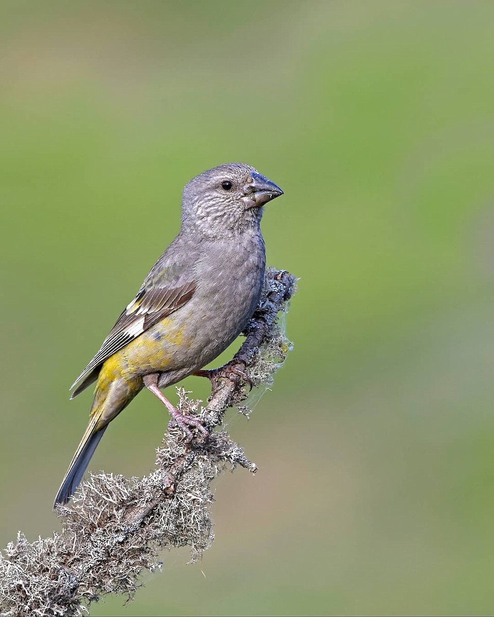 White-winged Grosbeak - ML246992561