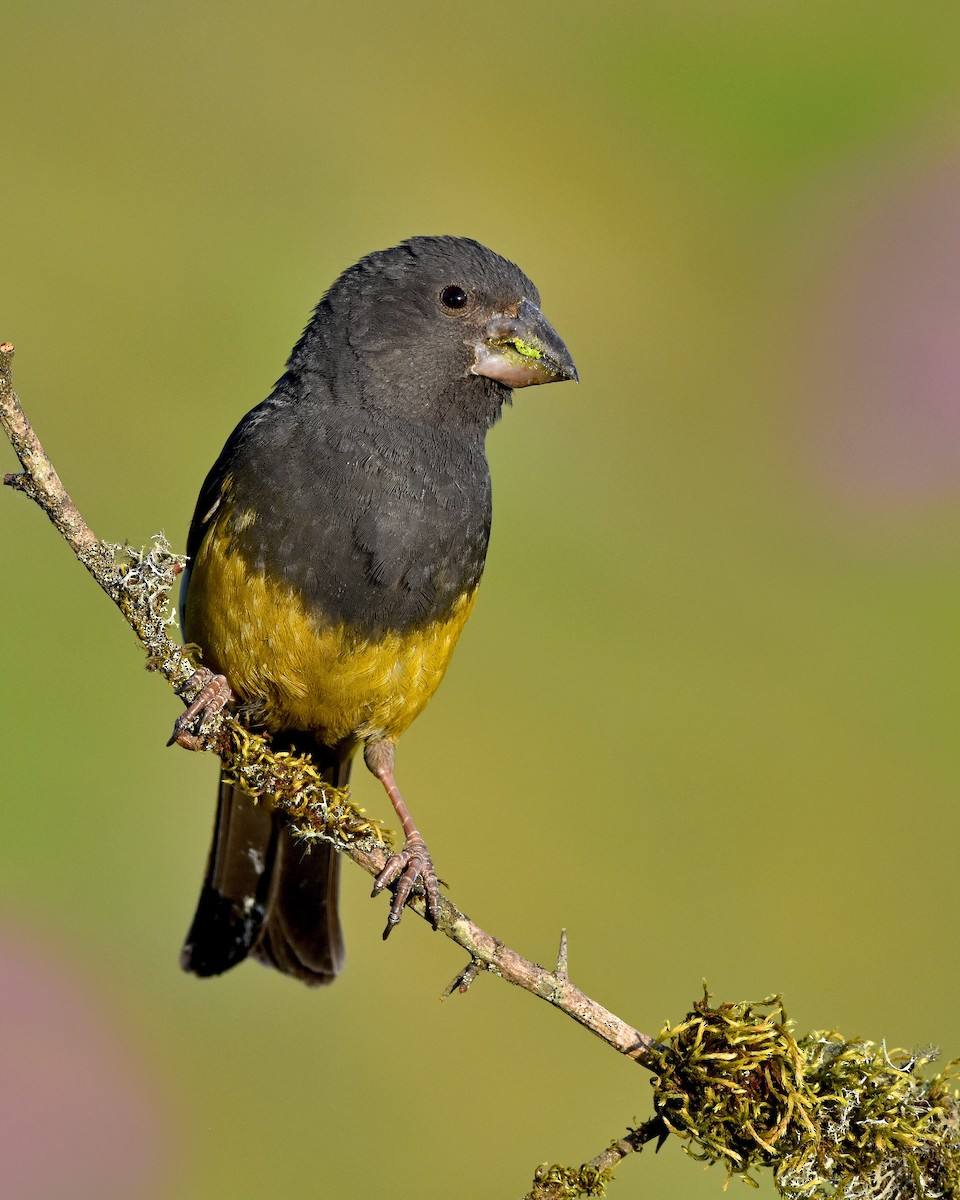 White-winged Grosbeak - ML246992571