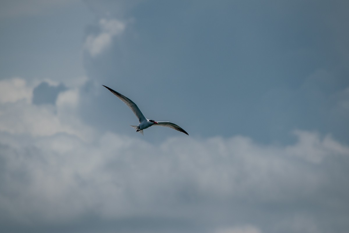 Caspian Tern - ML246994021