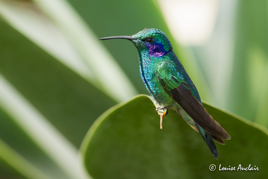 Colibrí Oreja Violeta Menor - ML24699501