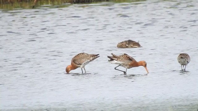 Black-tailed Godwit - ML246995391