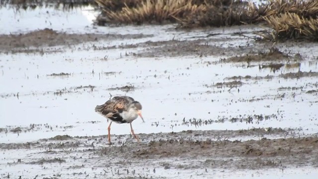 Kampfläufer - ML246995711