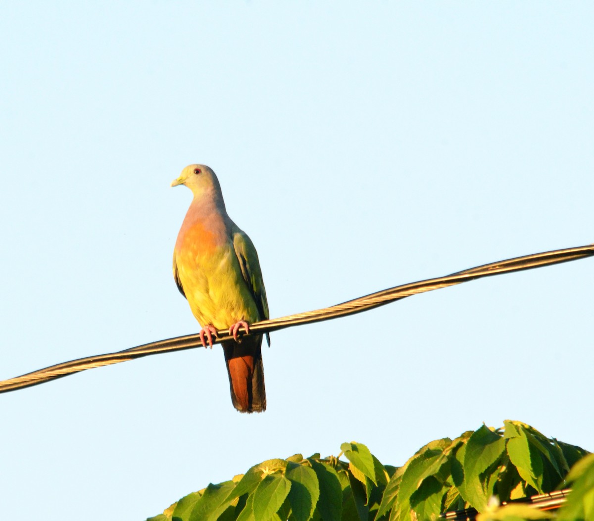 Pink-necked Green-Pigeon - ML246996101