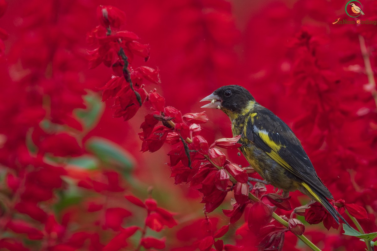 Vietnamese Greenfinch - Dinh Thinh