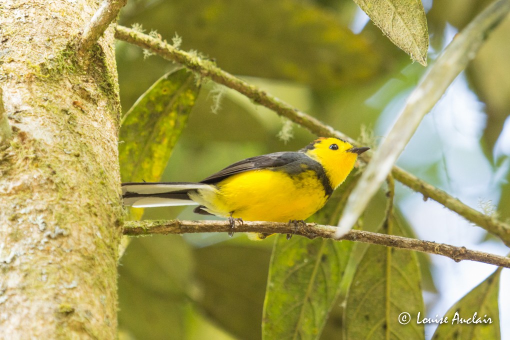 Collared Redstart - ML24699781