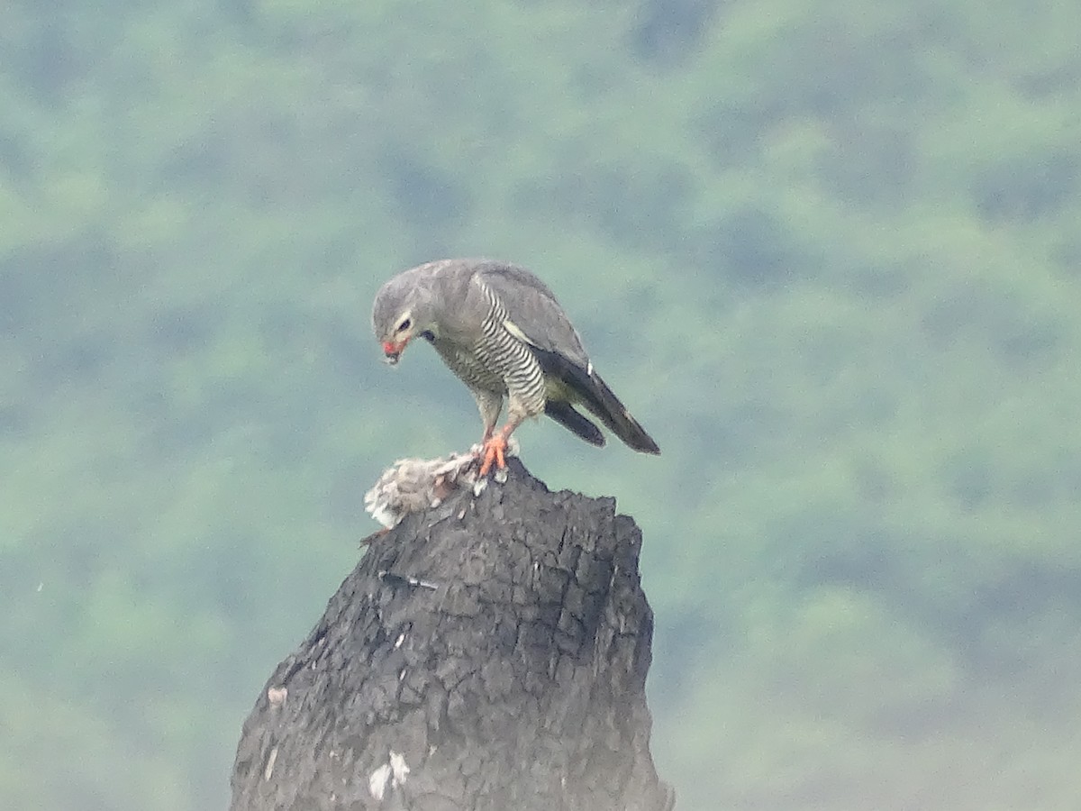 Lizard Buzzard - ML246998171