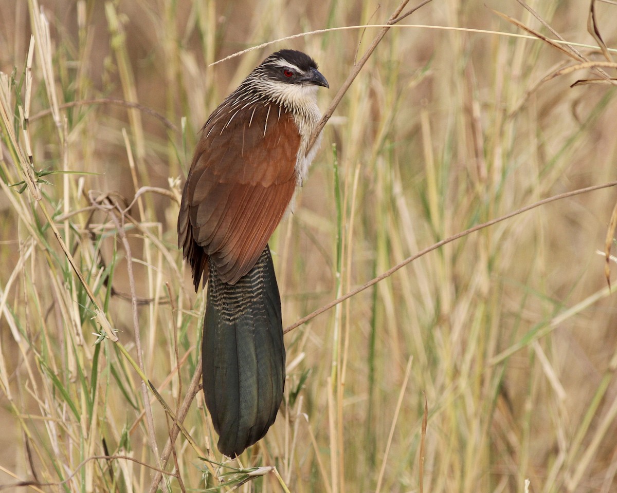 White-browed Coucal - ML246998581