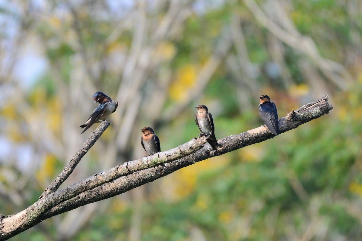 Pacific Swallow - ML246999401