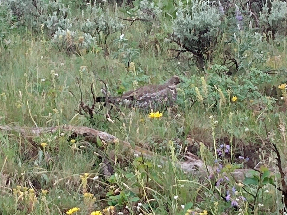 Dusky Grouse - ML246999781