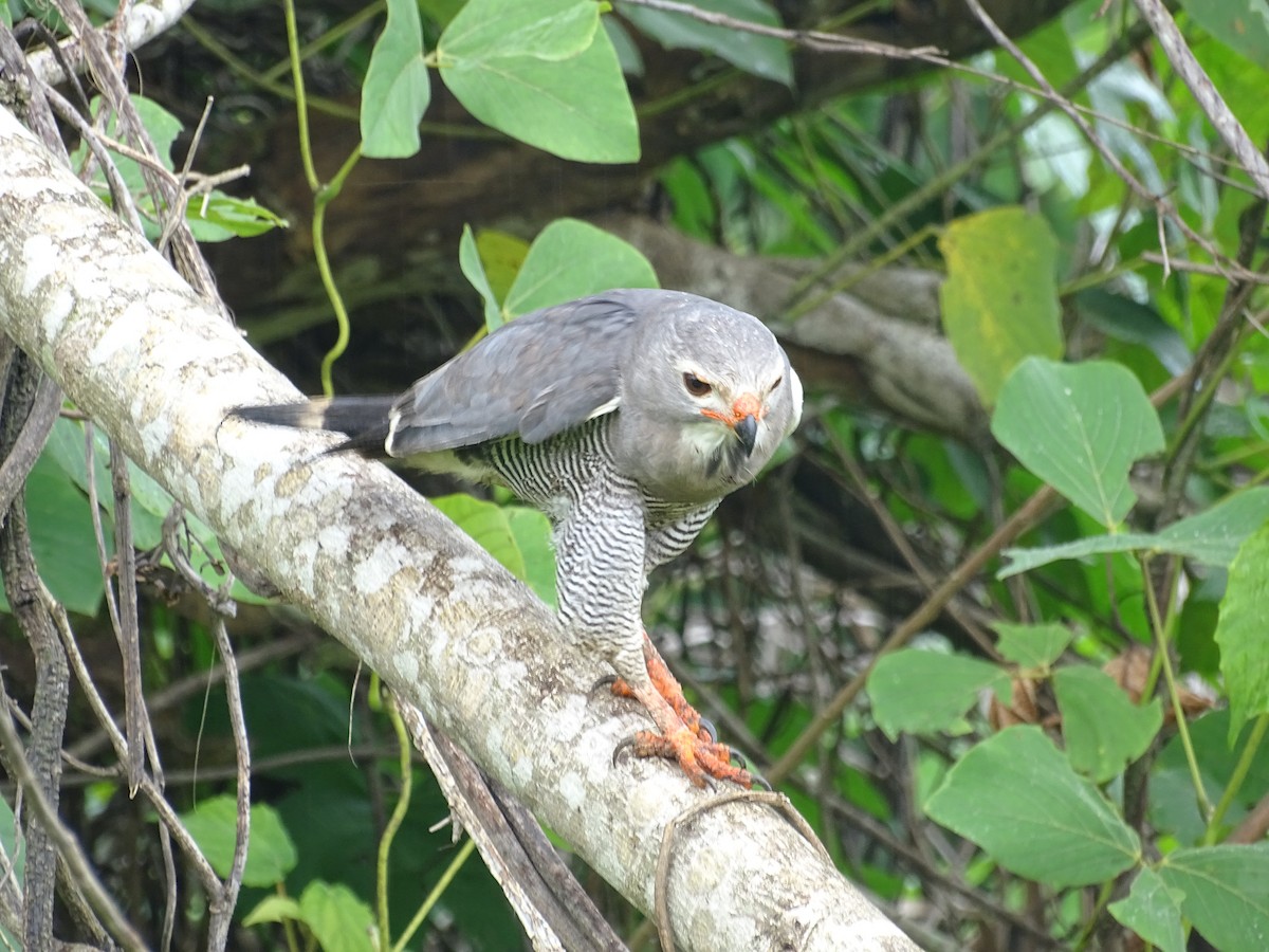 Lizard Buzzard - ML247000051