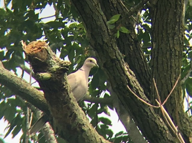 Eurasian Collared-Dove - ML247002051