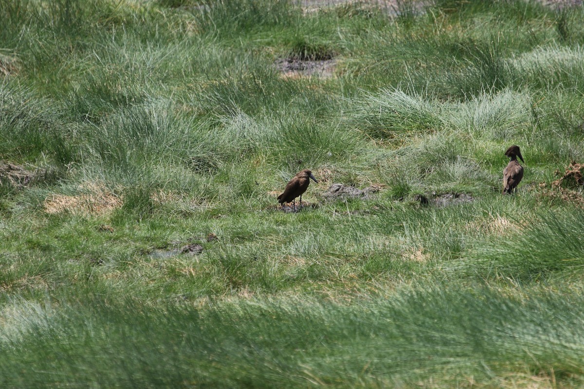 Hamerkop - Markus Leiser