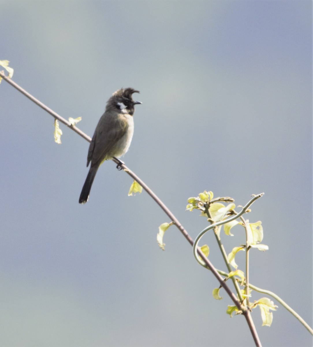 Himalayan Bulbul - ML247003201