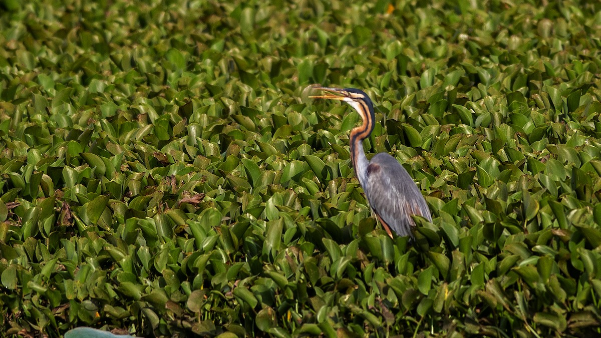 Purple Heron - ML247004861