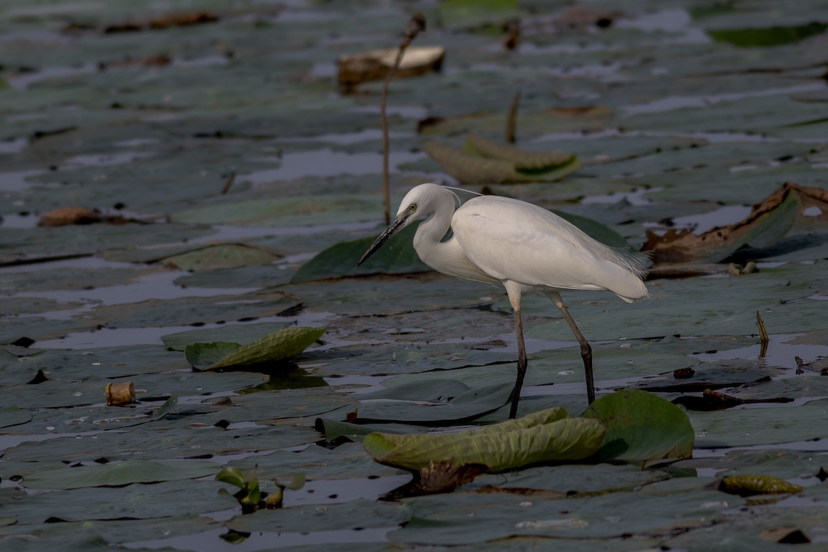 Little Egret - ML247004911