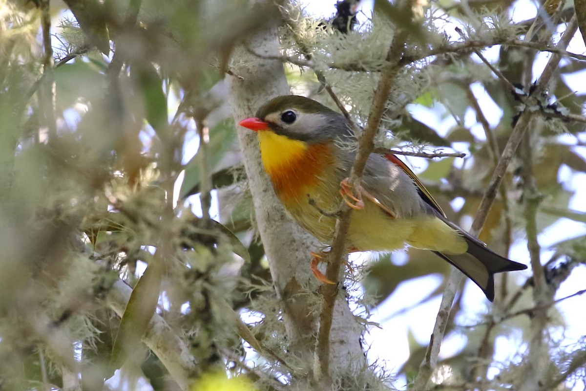 Red-billed Leiothrix - António Gonçalves