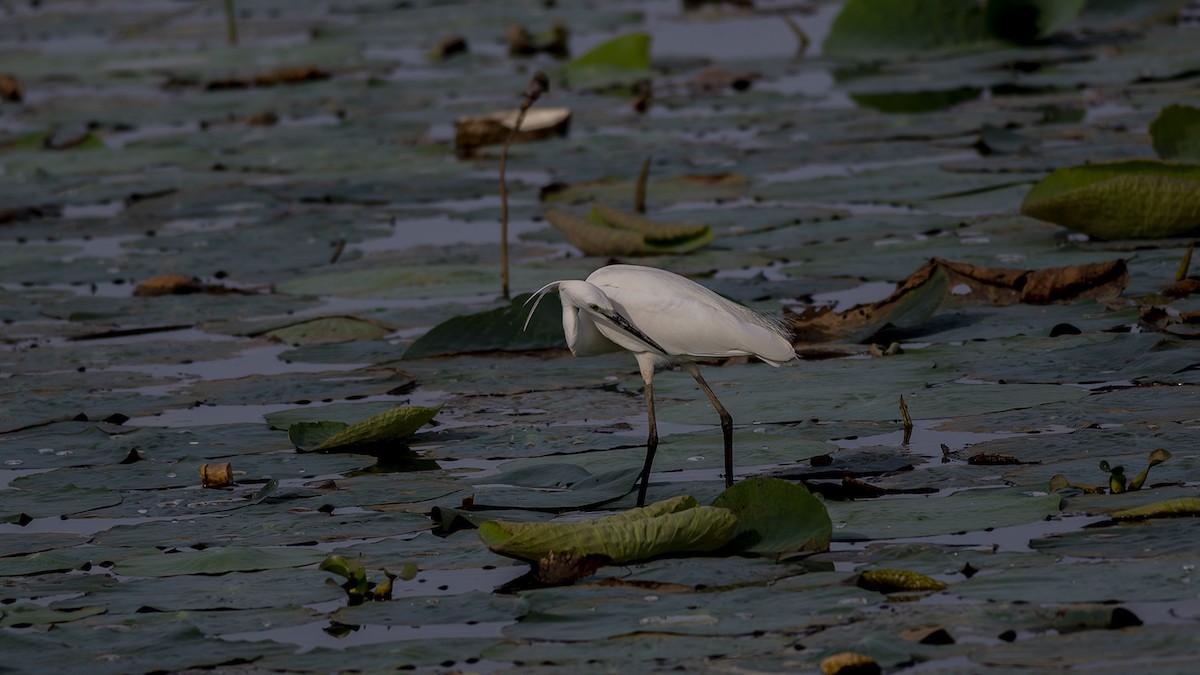 Little Egret - ML247005701