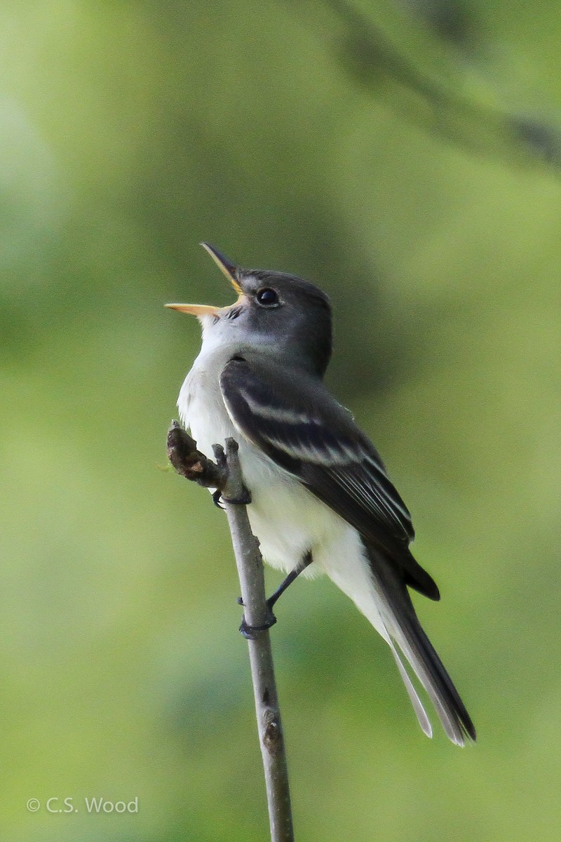 Willow Flycatcher - ML247007691