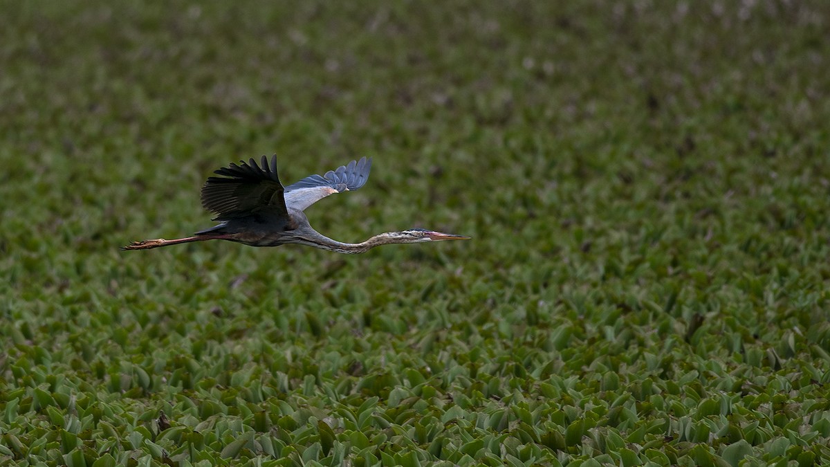 Purple Heron - Vaidehi  Gunjal