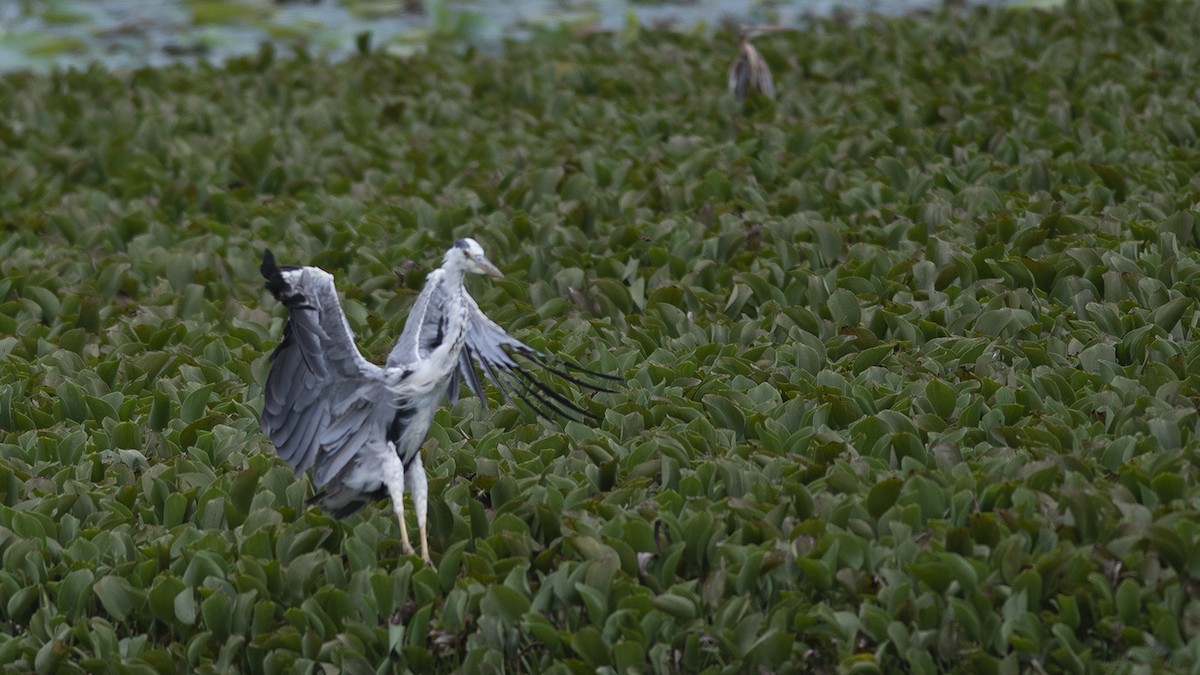 Gray Heron - ML247008251