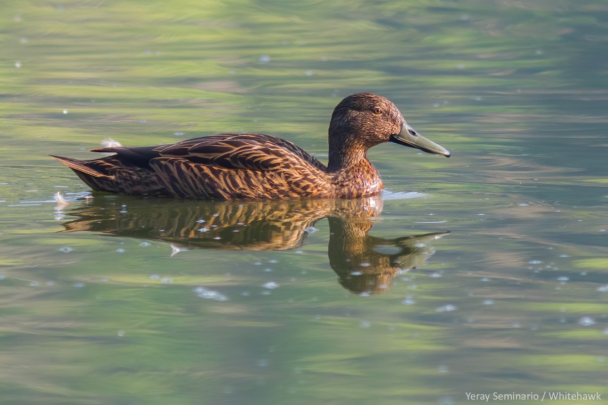 Meller's Duck - ML247010891