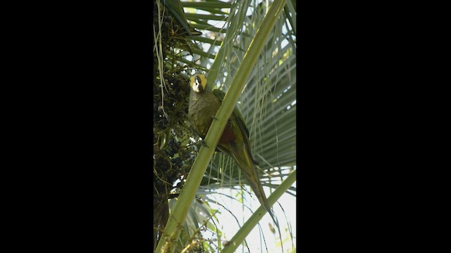 Red-bellied Macaw - ML247011021