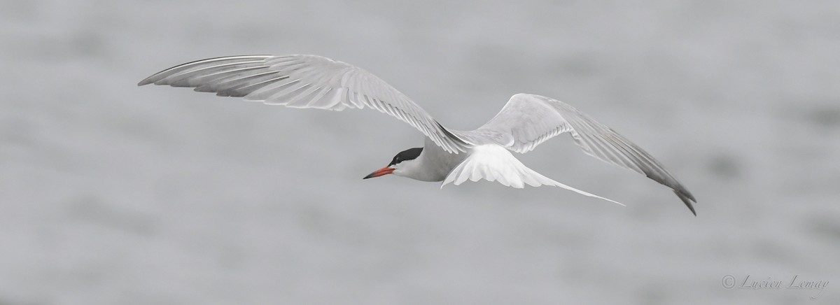 Common Tern - Lucien Lemay