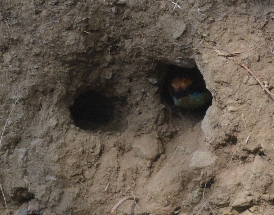 Motmot à tête rousse - ML247011861