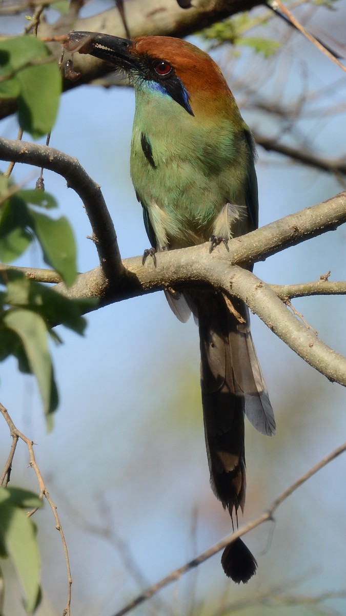 Russet-crowned Motmot - ML247011881