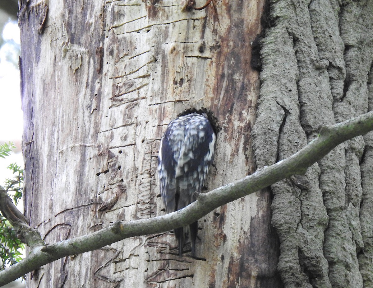 Yellow-bellied Sapsucker - ML247012771