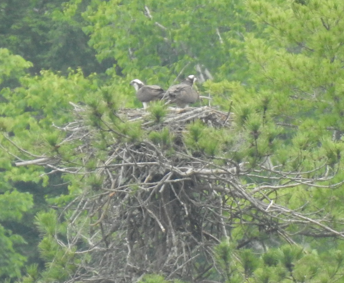 Osprey - ML247012791