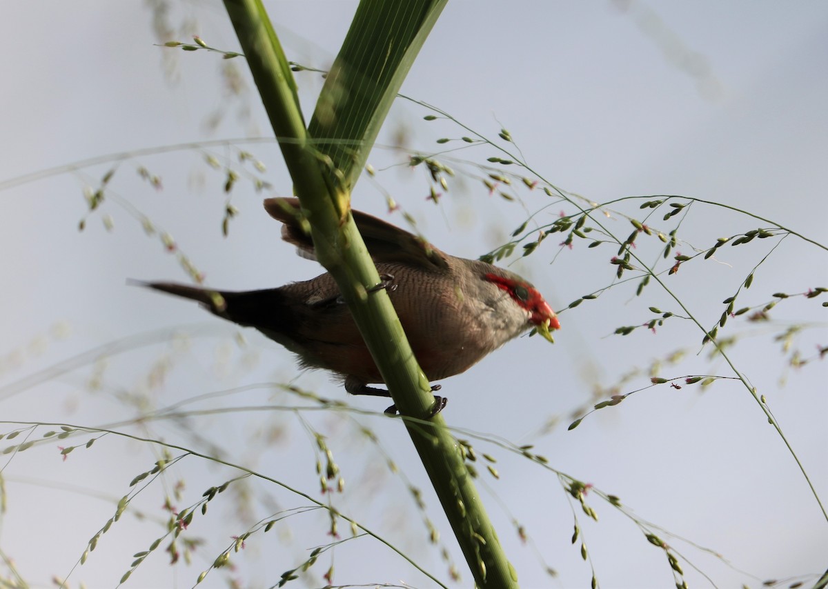 Common Waxbill - ML247013031