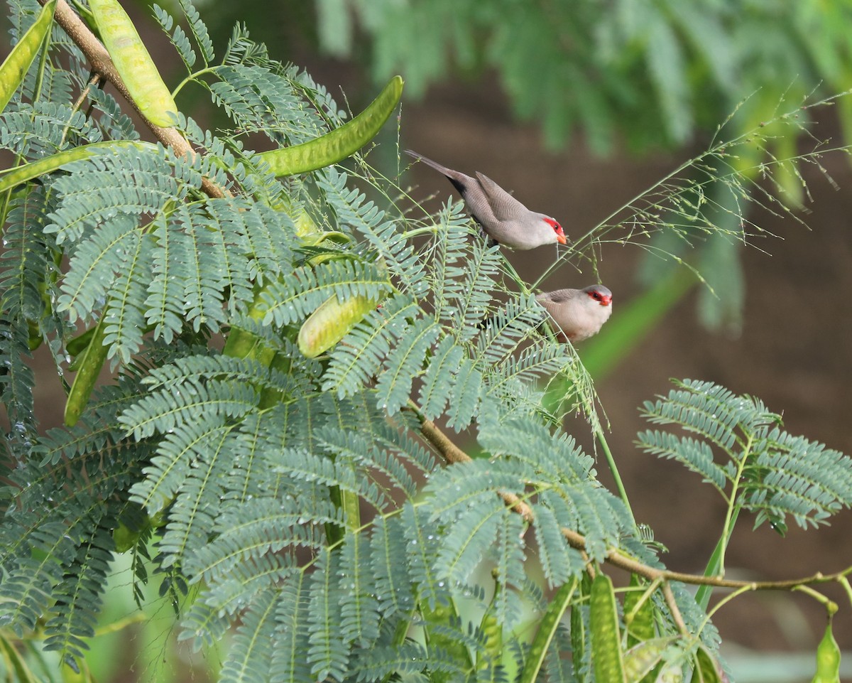 Common Waxbill - ML247013041