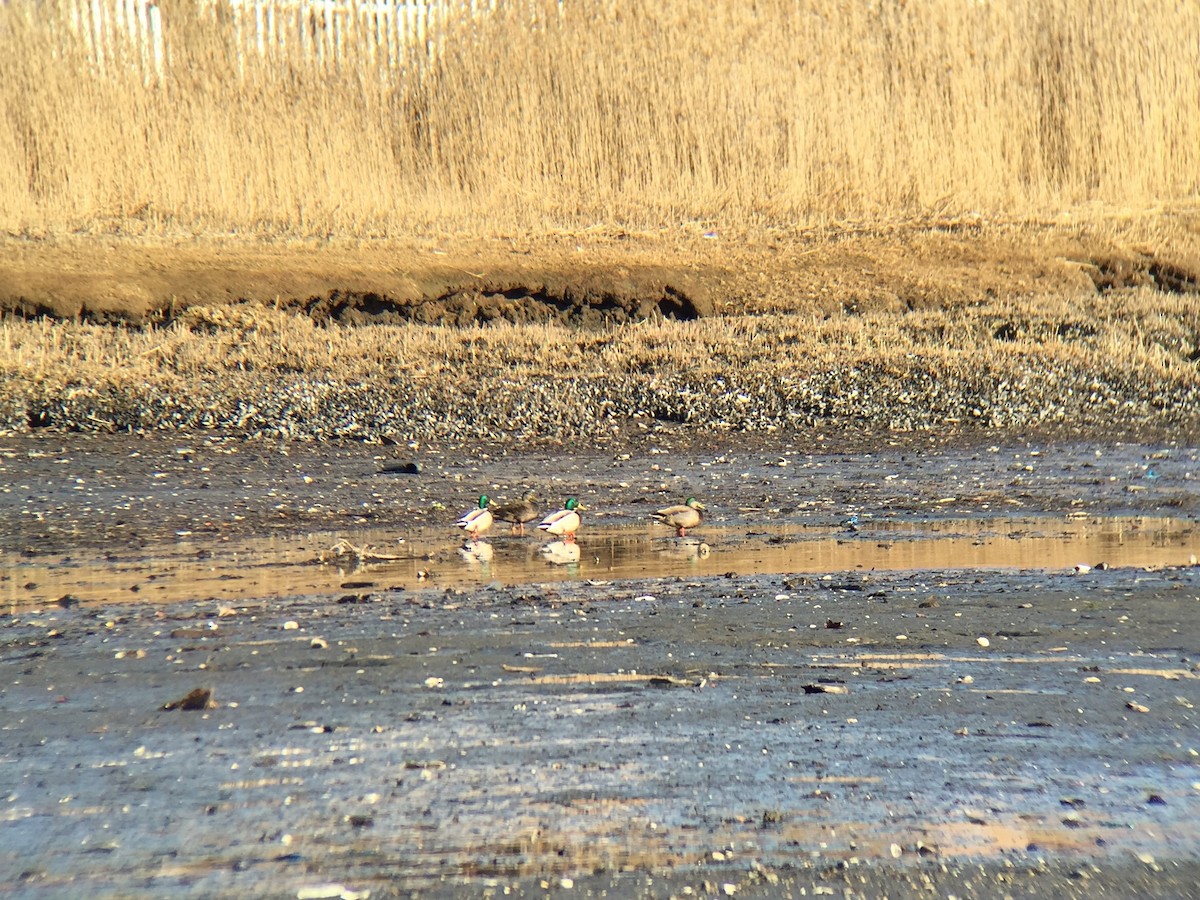 Mallard x American Black Duck (hybrid) - ML24701321